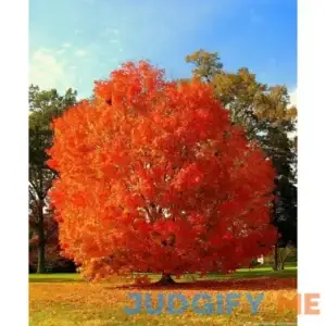 October Glory Maple Tree Bare Root