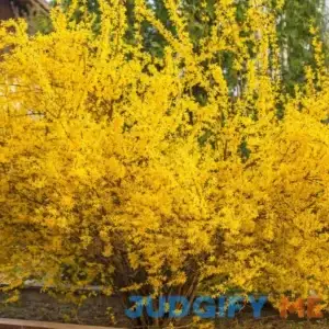 Van Zyverden Forsythia Lynwood Gold Dormant Perennial Plant Root Full Sun