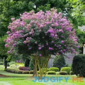 6-7 feet Multi-stem - Muskogee Crape Myrtle Tree - Bright Lavender Flowers for up to 6 months | Ornamental Flowering Trees