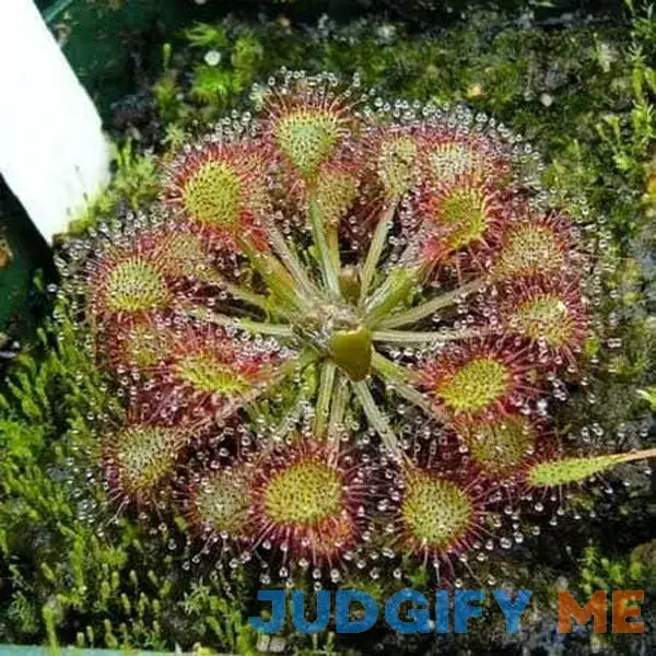 10 Carnivorous Sundew Plant Drosera Flower Seeds 10 Carnivorous Sundew Plant Drosera Flower Seeds