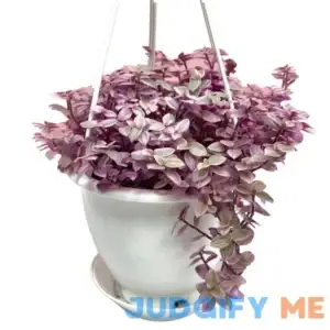 Callisia Repens Pink Lady Plant Live 4.5" - Pink Succulents Live - Turtle Vine Succulents Plants Live - Fully Rooted Pink Houseplants for Home