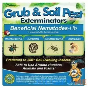 Bug Sales Beneficial Nematodes Hb Heterohabditis bacteriophora