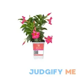 Island Blooms Live Outdoor 14in White Mandevilla