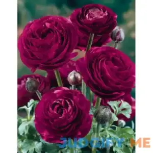 Pauline Violet Ranunculus | Holland Bulb Farms