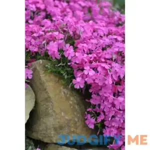 Creeping Phlox Buy 1 Get 1 Free