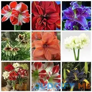 SVI Fresh 100 pcs Amaryllis Flower Not Bulbs Seeds for Planting Mixed Colour 2