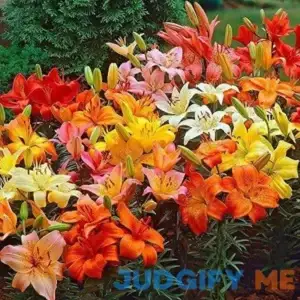 Asiatic Lilies Mix 10 Pack of Bulbs