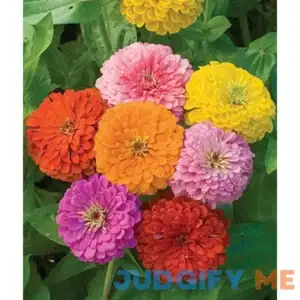Zinnia California Giant Mix Bulk Pack 5