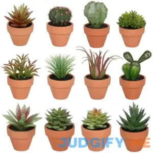Assorted Micro Succulent in Terra Cotta Pot by Ashland 1pc