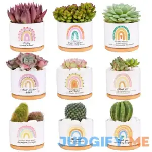 9 Pieces Teacher Appreciation Gifts Ceramic Succulent Plant Pot Small Flower Planter Rainbow Funny Cute Succulent Plant Pot Planter Succulent