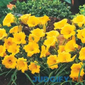 Spring Hill Nurseries Yellow Flowers Stella D'Oro Daylily Live Bareroot Perennial Plants 62454