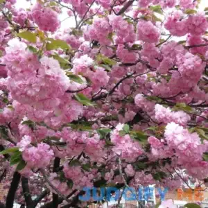 Kwanzan Flowering Cherry Tree | 6-7 ft | Pink Flowering Trees