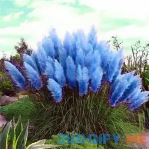 CHUXAY GARDEN Sky Blue Pampas Grass Seed 1500 Seeds Cortaderia Selloana Ornamental Grass Ground Cover Privacy Screen Plant