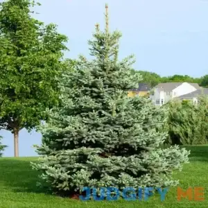 BrighterBlooms.com Colorado Blue Spruce Tree Silvery Green Foliage + Year-Round Evergreen