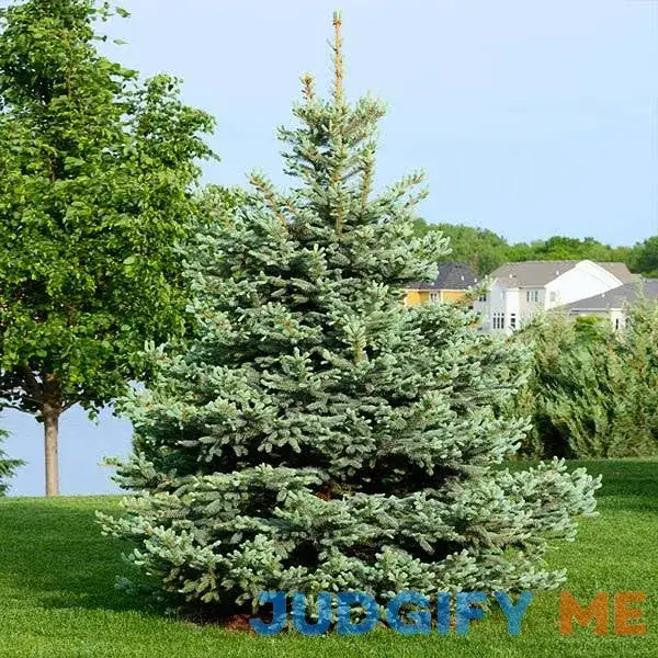 BrighterBlooms.com Colorado Blue Spruce Tree Silvery Green Foliage + Year-Round Evergreen BrighterBlooms.com Colorado Blue Spruce Tree Silvery Green Foliage + Year-Round Evergreen