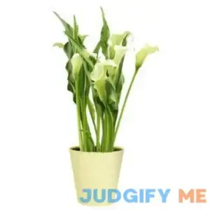 Spritz Live 5'' White Calla Lily Houseplant