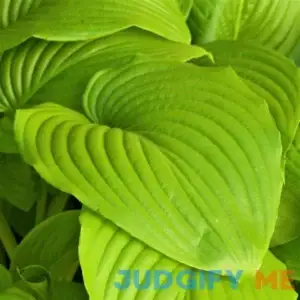 Easy to Grow Hosta 'Sum and Substance' Plant Bareroots (3 Pack) - Lime Green Foliage for Shade Gardens