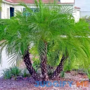 Dwarf Pygmy Date Palm Tree Seeds Great Indoor Houseplant
