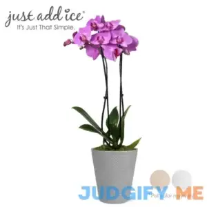 Just Add Ice Live Plant 16-30" Tall Premium Pink Purple Orchid in 5" Decorative Clay Pot