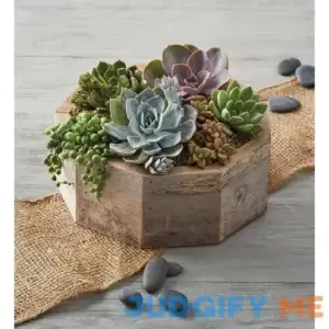 Reclaimed Wood Succulent Centerpiece