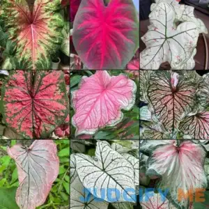 Blue Buddha Farm Caladium Bulbs