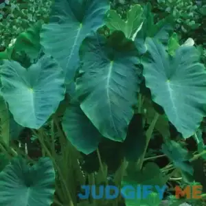 Van Zyverden Elephant Ear Jumbo Dormant Bulb Partial Sun