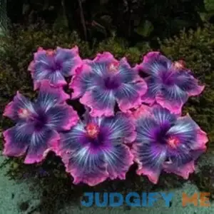 yunakesa Fresh Seeds - 25 Pink Black Purple Hibiscus Flower Seeds Plants Garden Planting