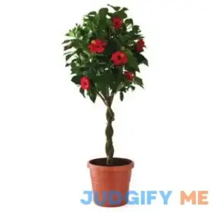 Island Blooms 10 Inch Hibiscus Braid Cork