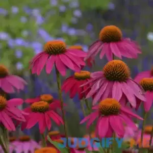 PowWow Wild Berry Coneflower