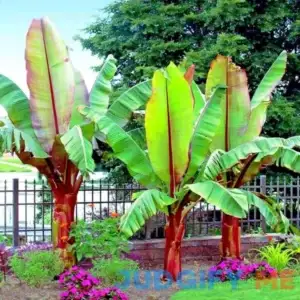 5 Red Abyssinian Ensete ventricosum False Banana Flower Plant Tree Seeds Rare!