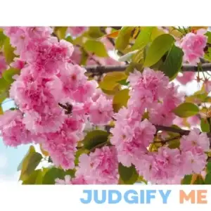3 ft. Kwanzan Cherry Blossom Tree with Large Pink Globe Shaped Flower