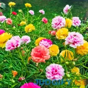 Portulaca Flower Seeds Double Mix Seed