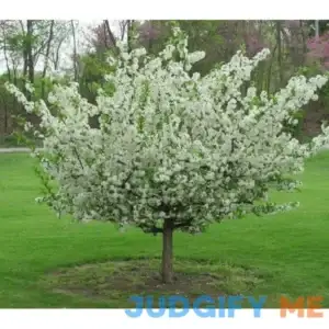 Sargent Crabapple Tree/Shrub Live Plant