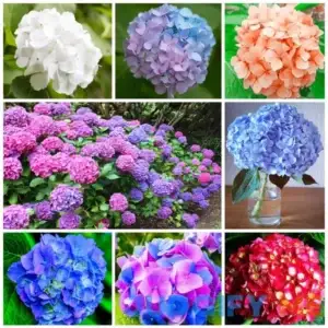 100+ Mixed Hydrangea Seeds for Planting Fast Growing Shrub Flowers