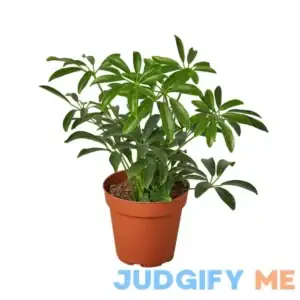 Schefflera Arboricola 4" Pot