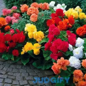 Begonia Non Stop Mix Brilliant Color Throughout Summer and Fall!