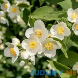Mock Orange Cheyenne