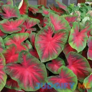 Van Zyverden Full Shade Caladium Blaze Dormant Bulb