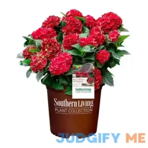 Southern Living Plant Collection 2 gal. Heart Throb Hydrangea Shrub