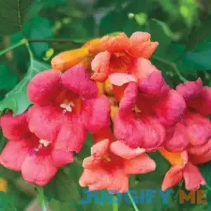 Flamenco Trumpet Vine Dormant 4" Pot