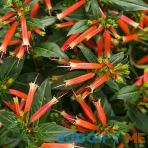 Vermillionaire Large Firecracker Plant (Cuphea)