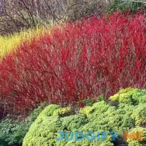 Brighter Blooms Red Twig Dogwood Shrub