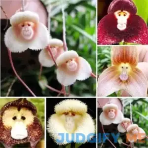 QAUZUY Garden 100 Rare Monkey Face Orchid Plant Seeds Monkey Orchid Monkey-Like Dracula Simia Seeds Blooms at Any Season Great Garden Gift