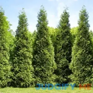 Brighter Blooms Junior Giant Thuja Tree
