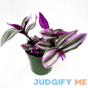 4" Tradescantia Nanouk Live Plant