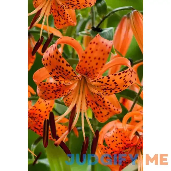 Votaniki Giant Lancifolium Tiger Lily Bulbs Fragrant Votaniki Giant Lancifolium Tiger Lily Bulbs Fragrant
