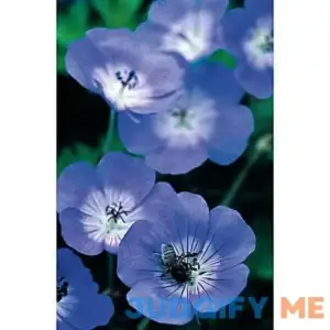 Van Zyverden Longest Blooming Hardy Geranium Rozanne Root
