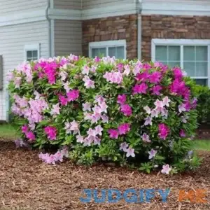 Brighter Blooms Conversation Piece Azalea