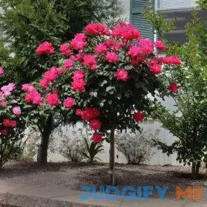 Brighter Blooms Knock Out Rose Tree