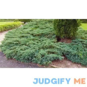 Unbranded 1-Gallon Blue Creeping Juniper Accent Shrub in Pot CFJP002
